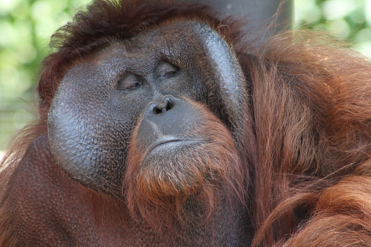 orangutan eyes face free photo