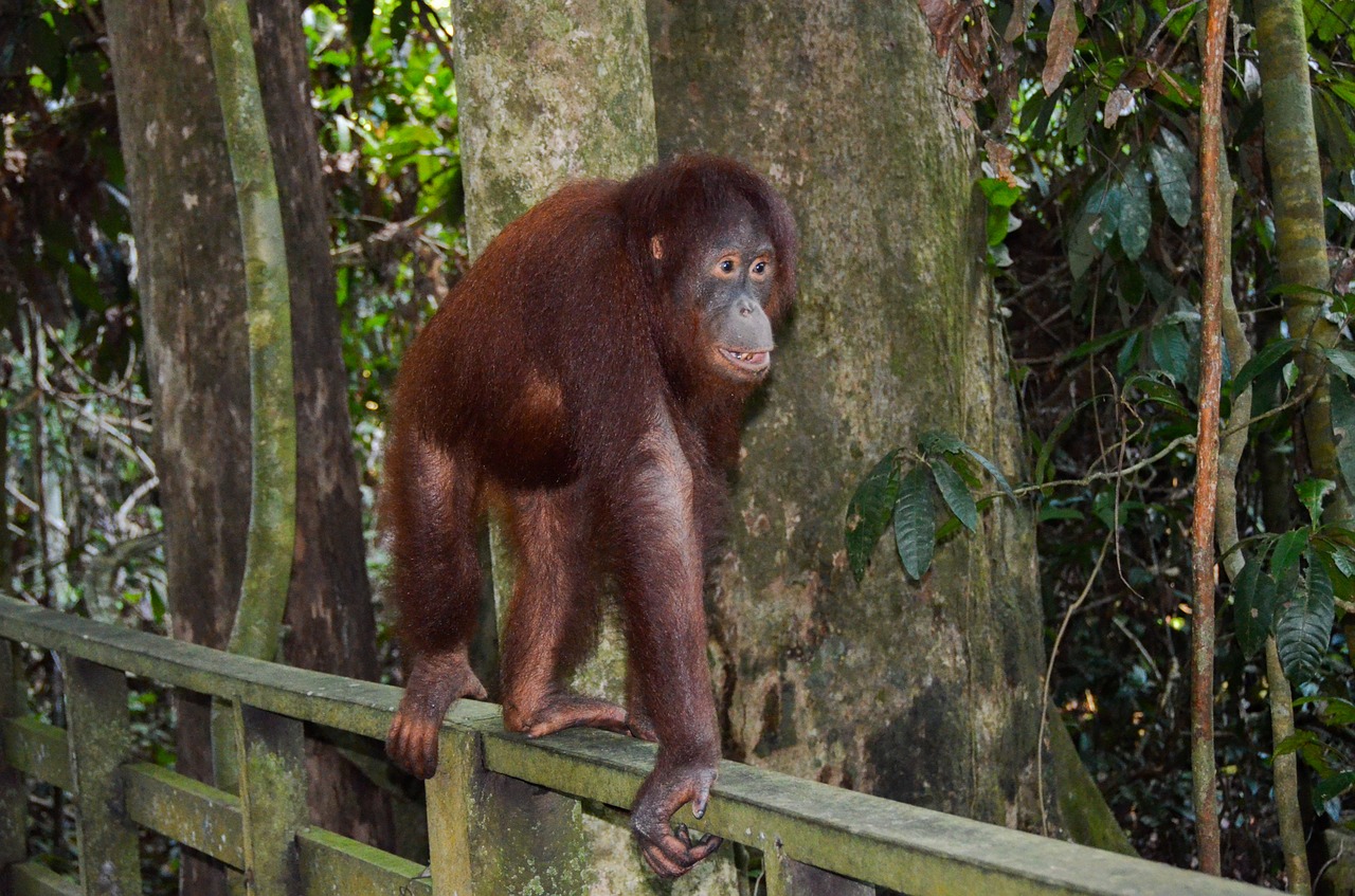 orangutan ape primate free photo