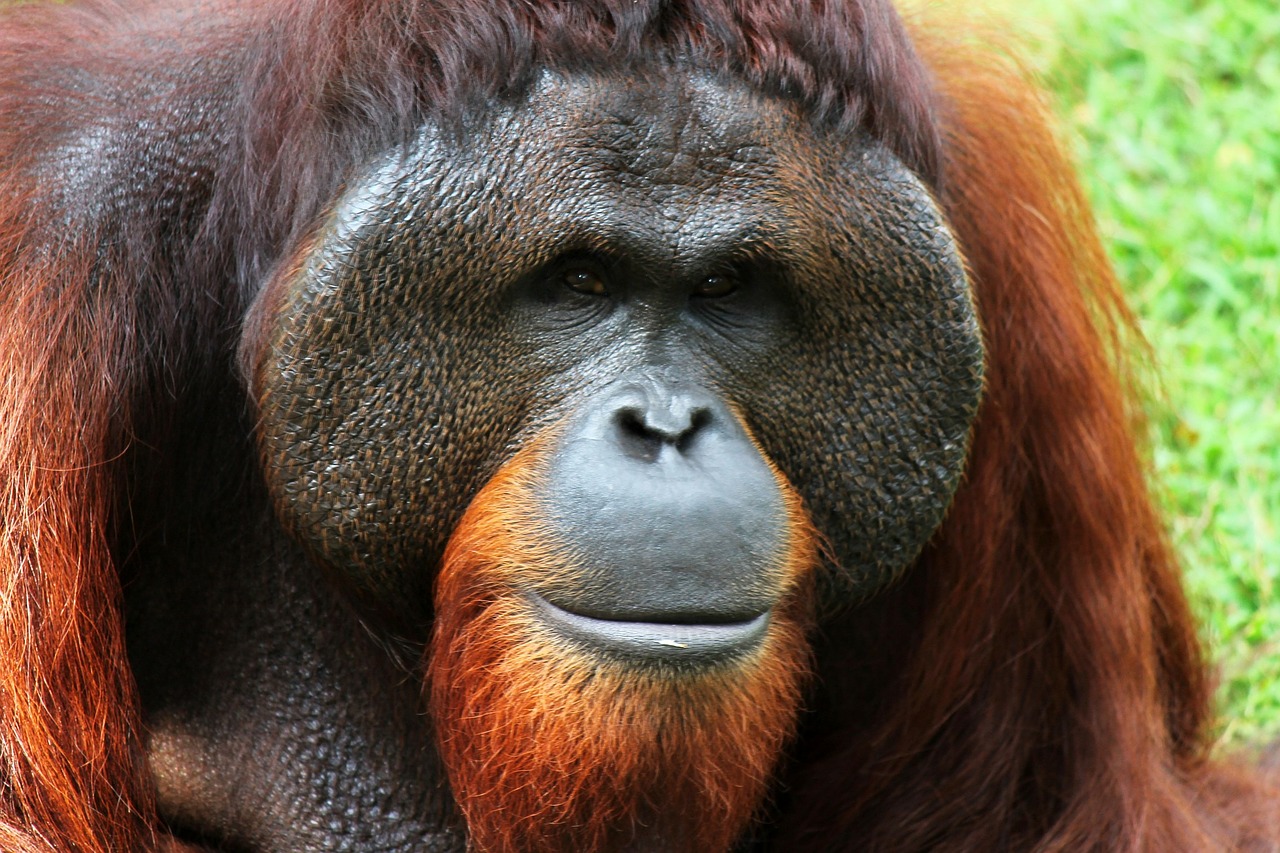 orangutan monkey animal free photo