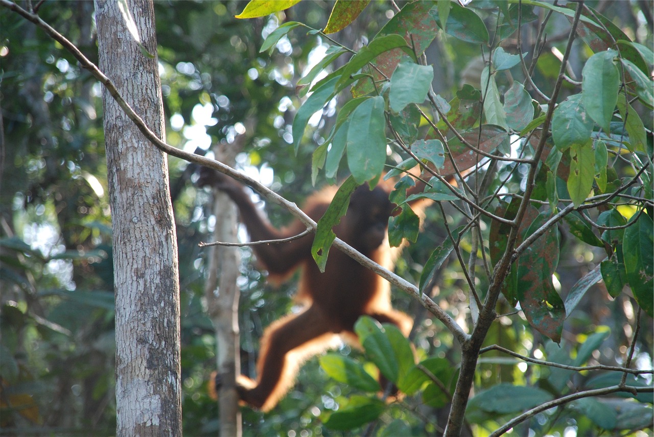 orangutan animal jungle free photo
