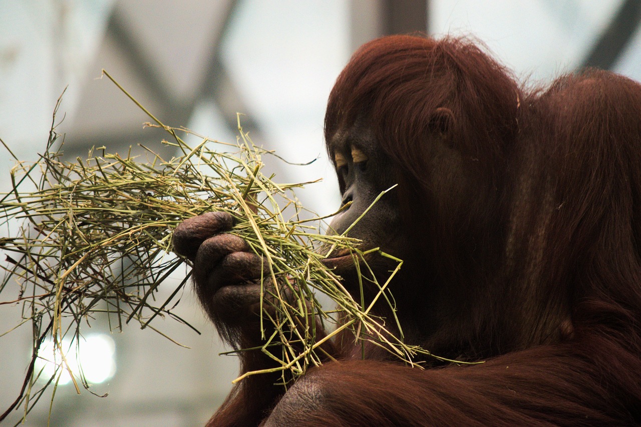 orangutan monkey mammal free photo