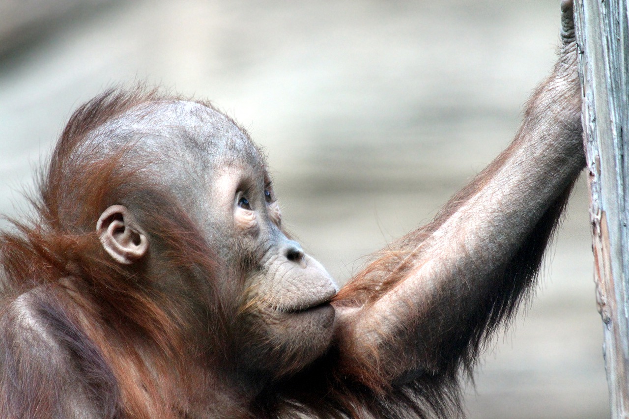 orangutan primates mammals free photo