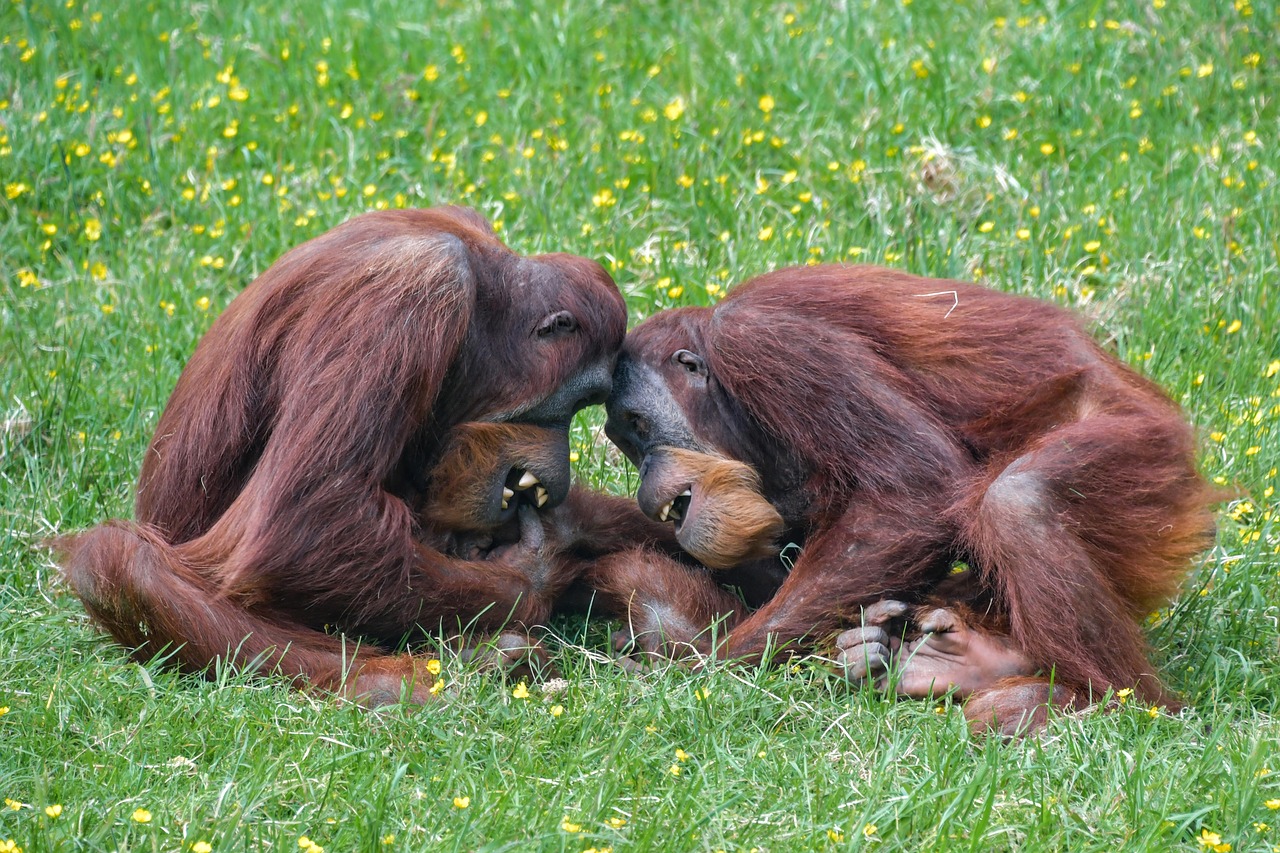 orangutan  monkey  roux free photo