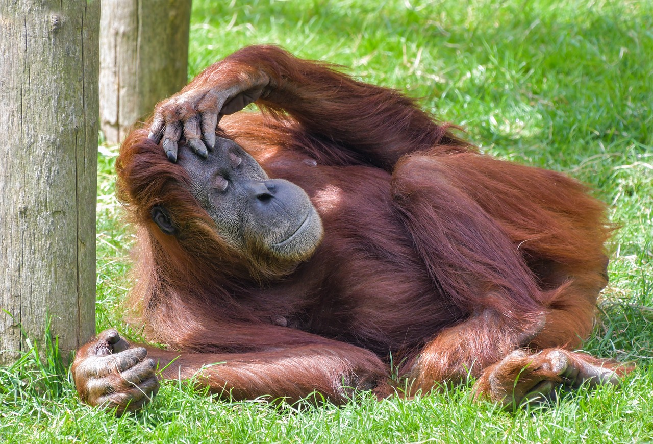 orangutan  monkey  roux free photo