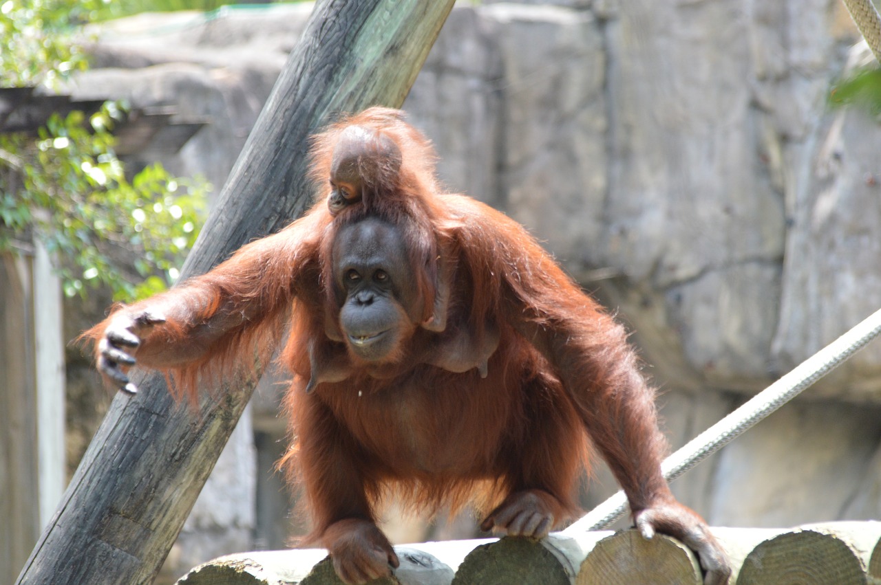 orangutan  baby  zoo free photo