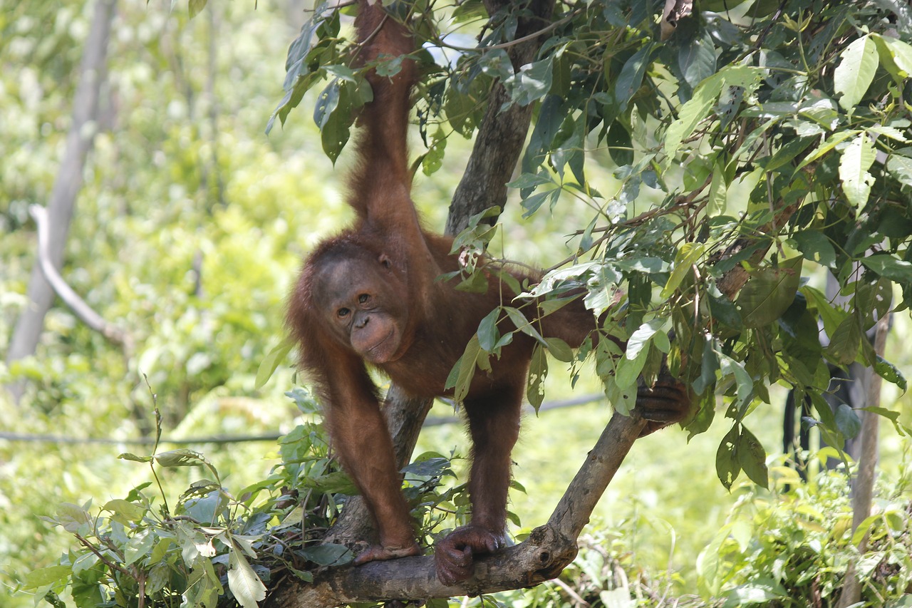 orangutan  orang utan  animals free photo