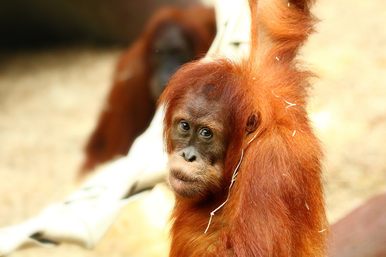 orangutan  primate  monkey free photo