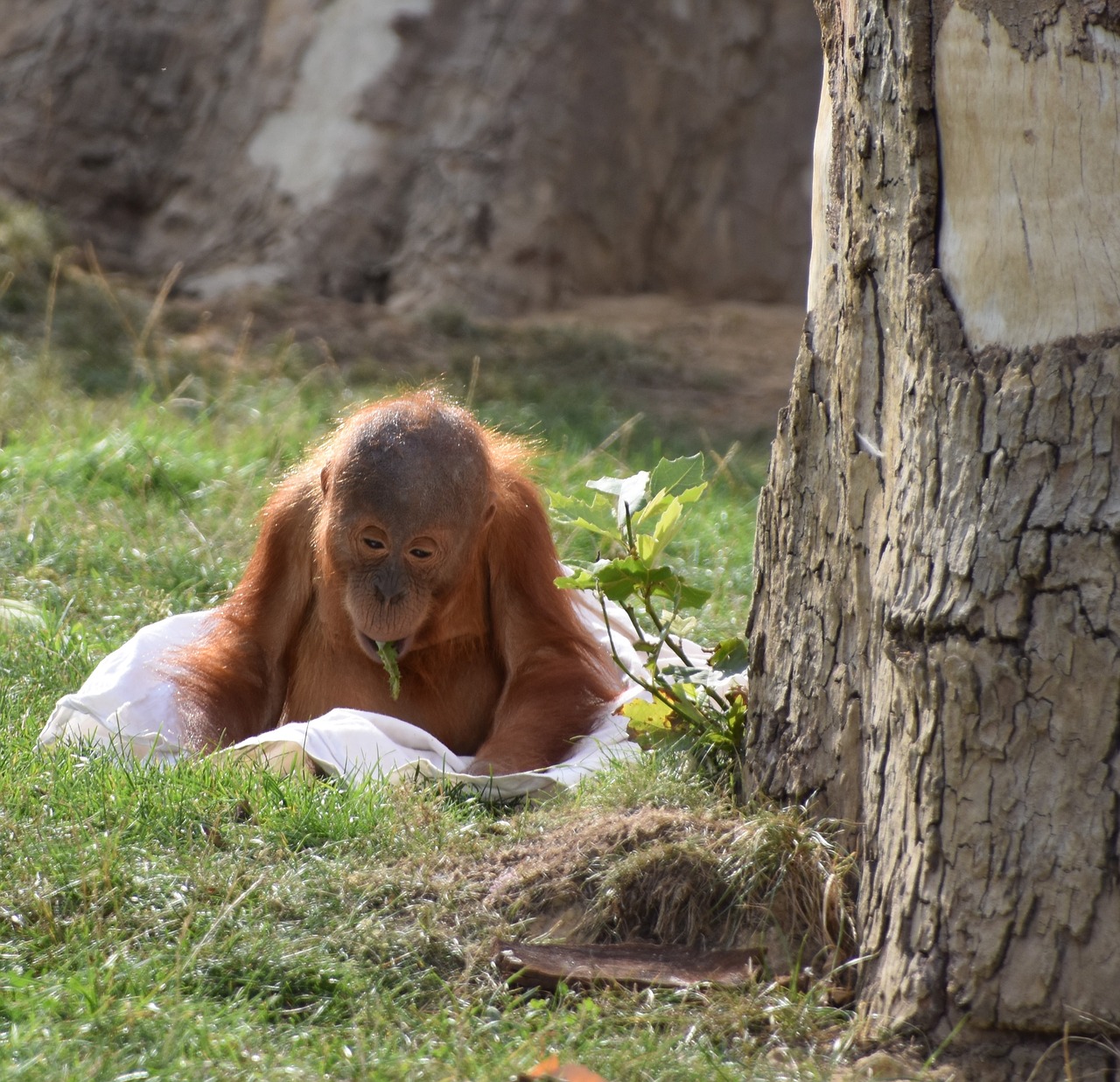 orangutan  baby  monkey free photo