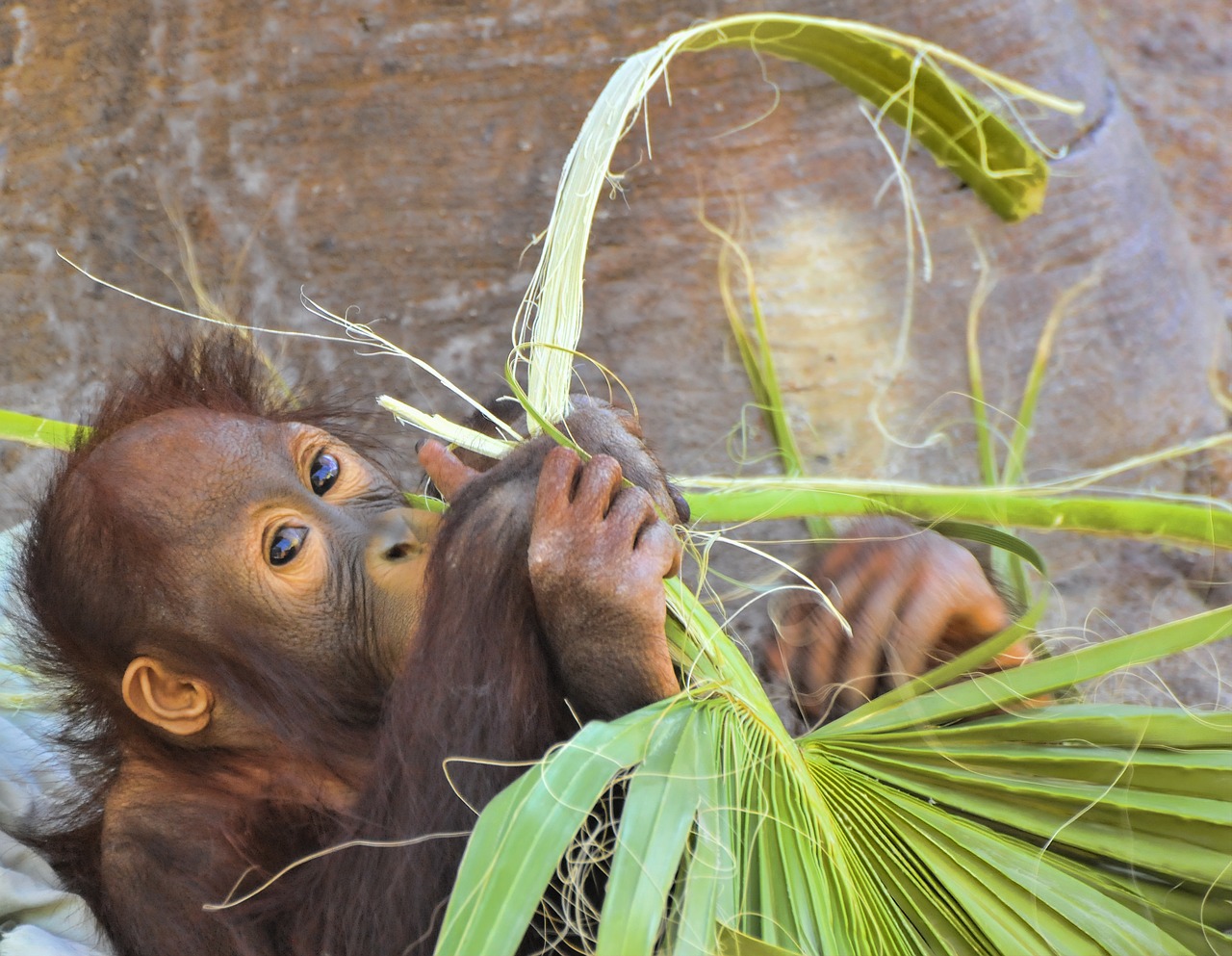 orangutan  ape  mammal free photo