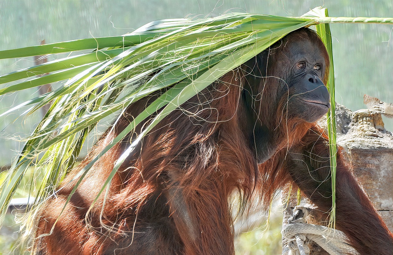 orangutan  ape  monkey free photo