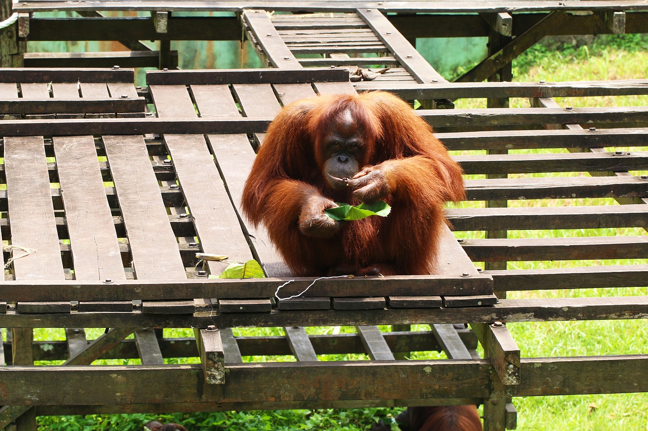 orangutan  endangered  primate free photo
