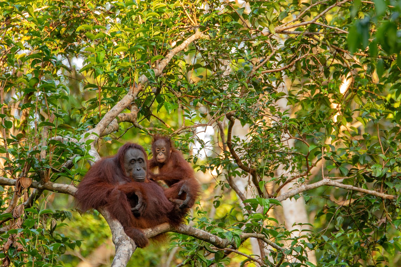 orangutan  mother  animal free photo