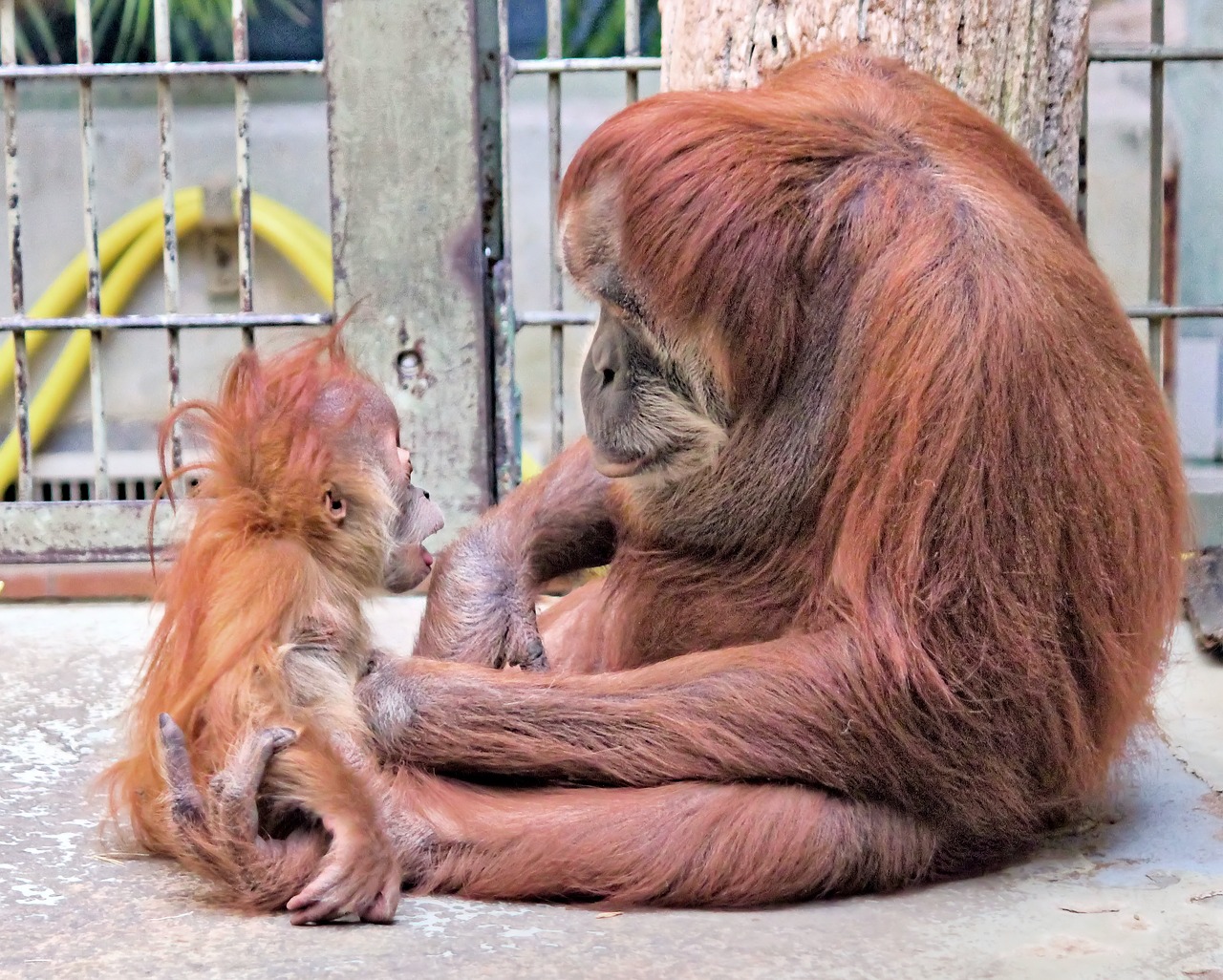 orangutan  mother  cub free photo