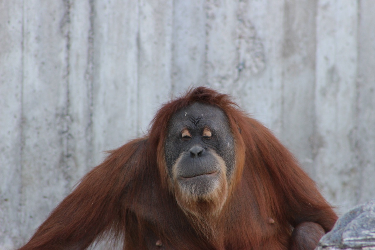 orangutan ape nature free photo