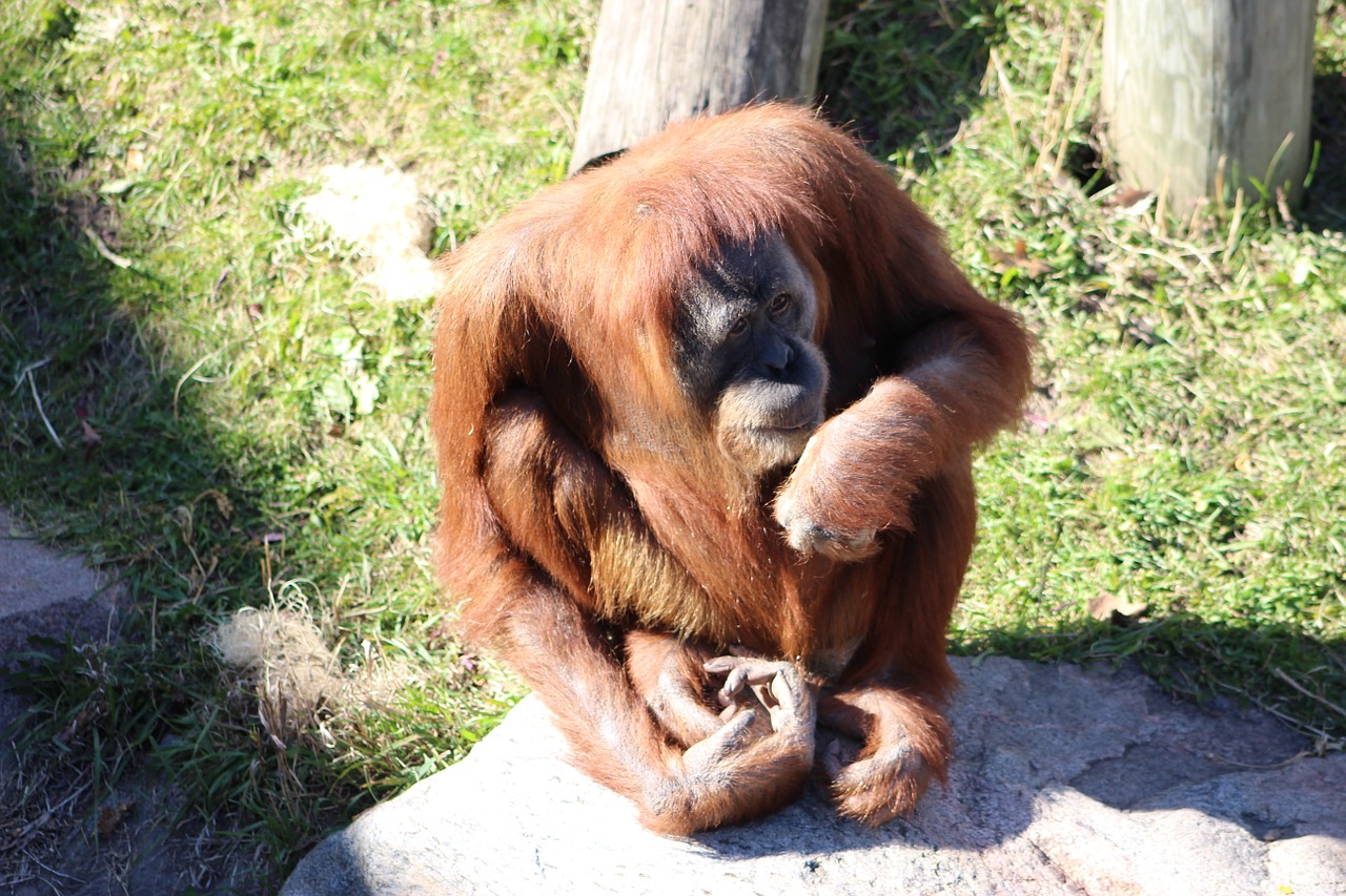 orangutan ape nature free photo