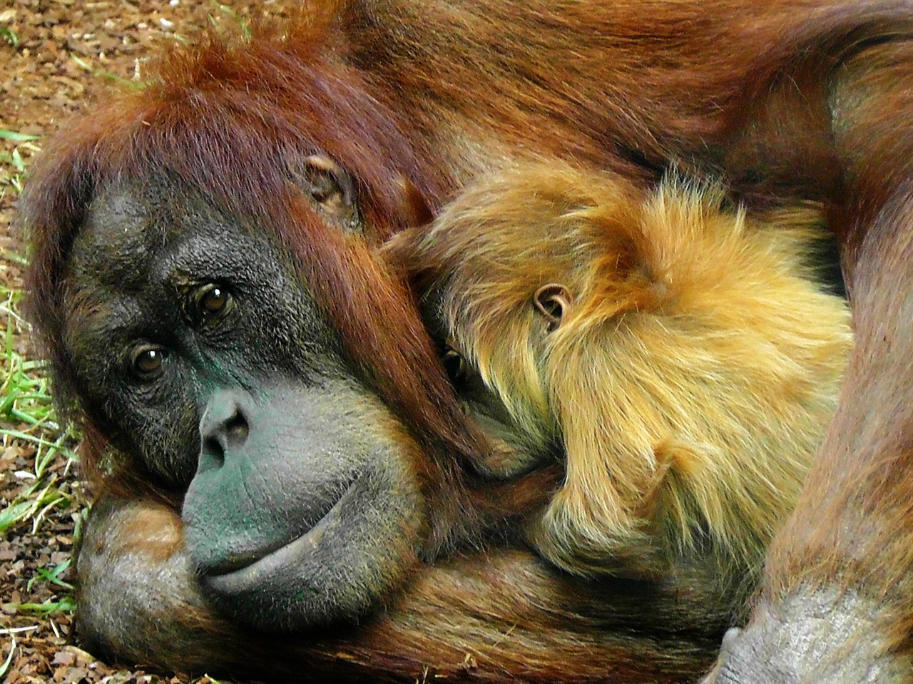 orangutan monkey ape free photo
