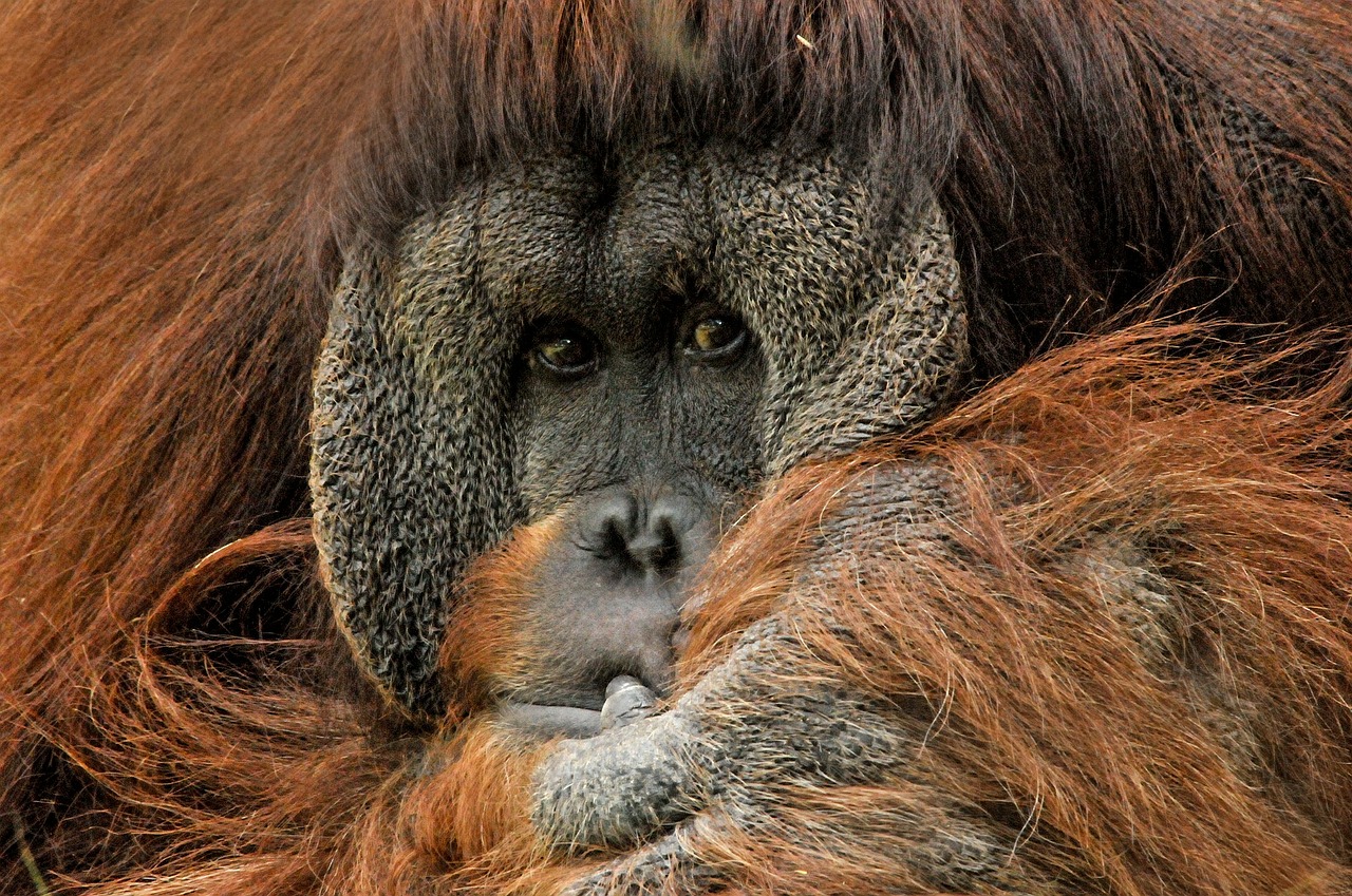 orangutan ape monkey free photo