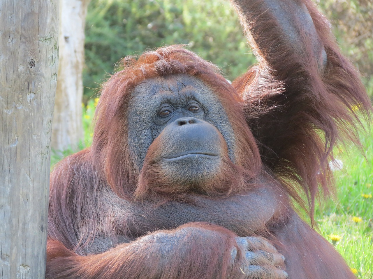 orangutan monkey zoo free photo