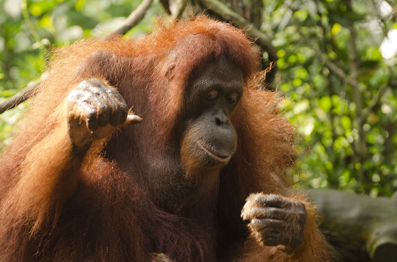 orangutan ape singapore zoo free photo