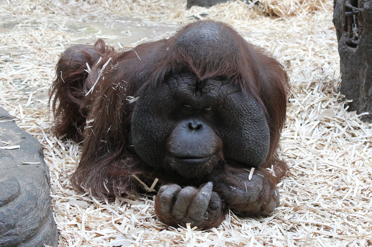 orangutan monkey moscow zoo free photo