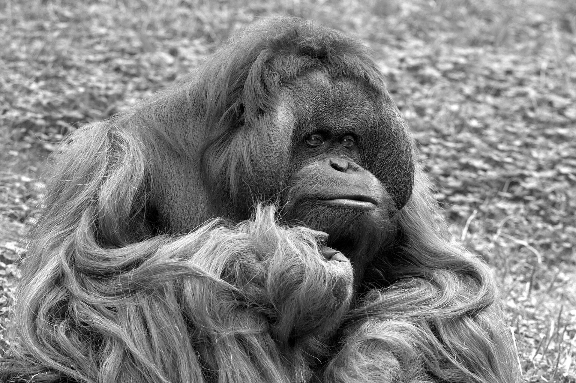 orangutan monkey face free photo