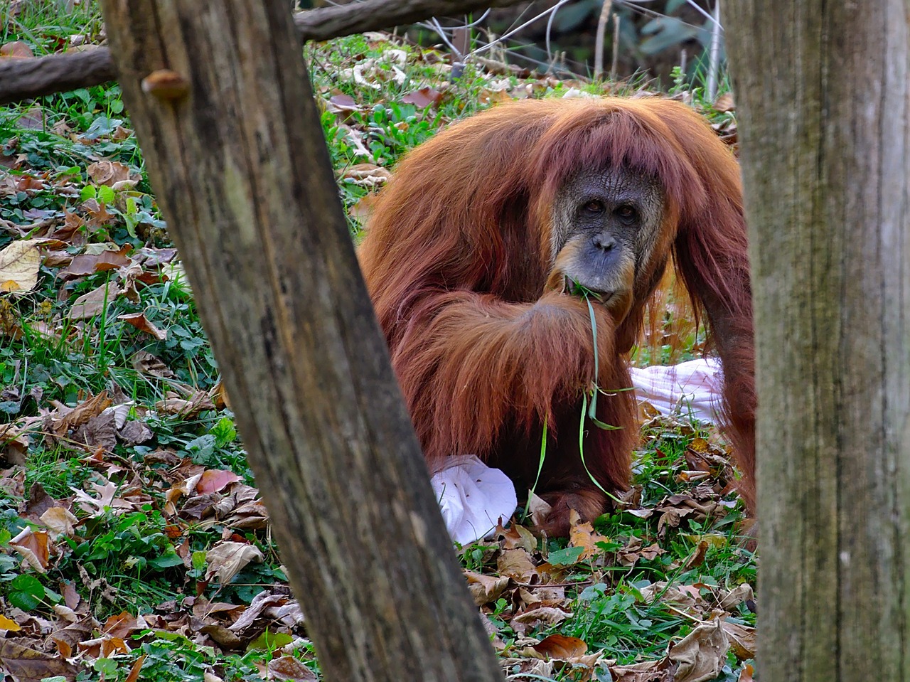 orangutang primate ape free photo