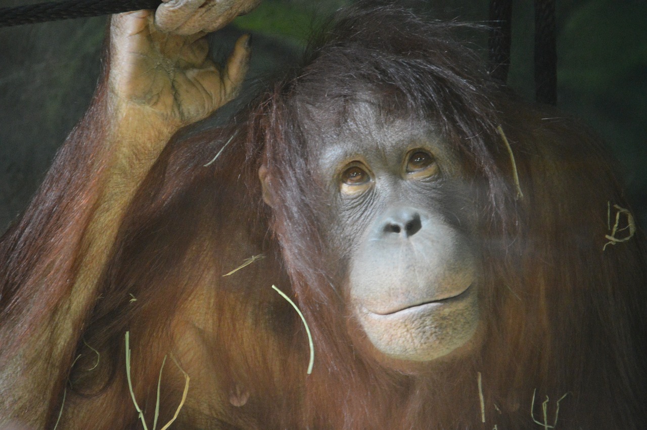 orangutang monkey zoo free photo