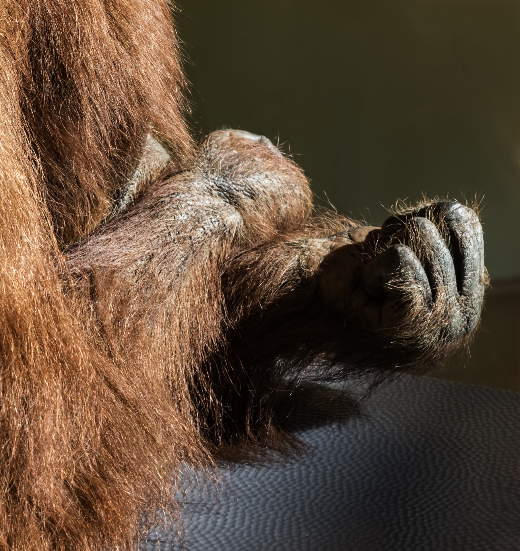 pongo orangutan primate free photo