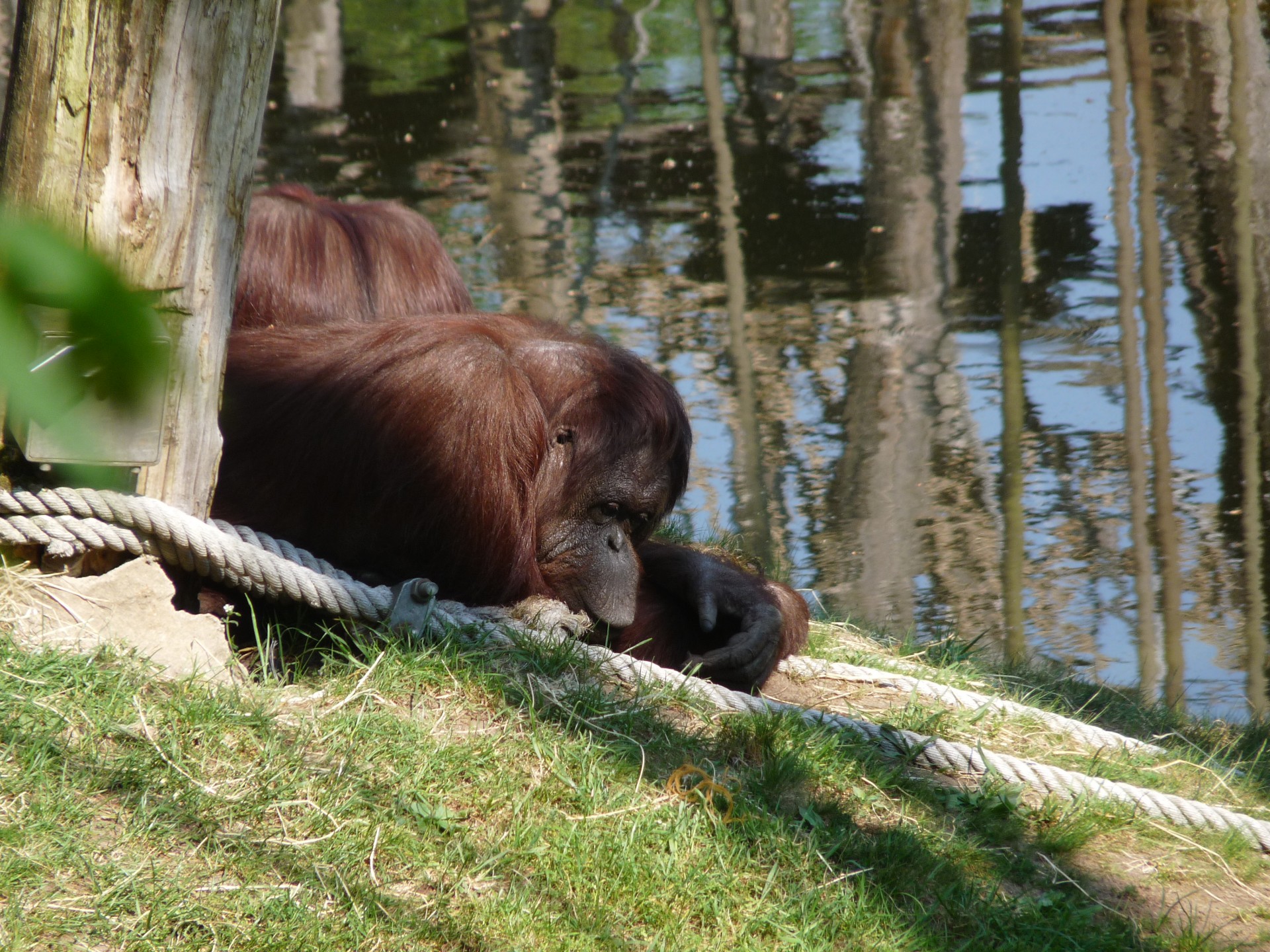 orangutan ape monkey free photo