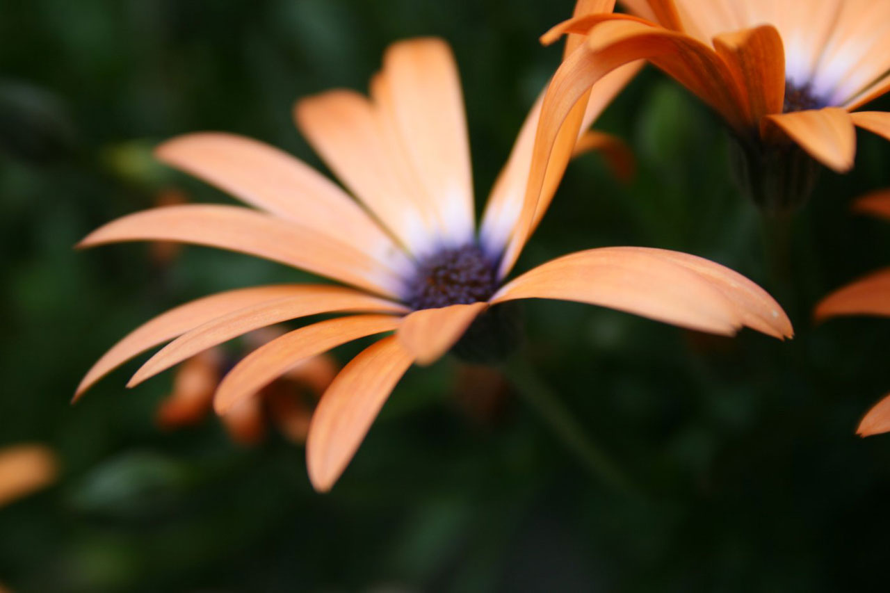 flower orange orange free photo