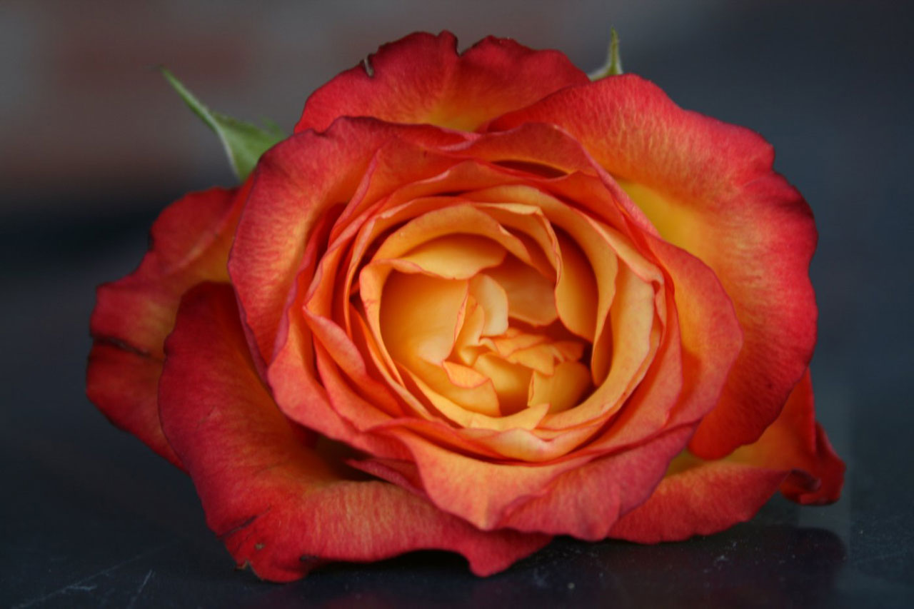 orange rose orange rose free photo