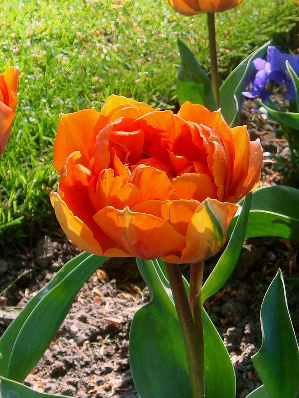 oranje tulp orange flower tulips free photo