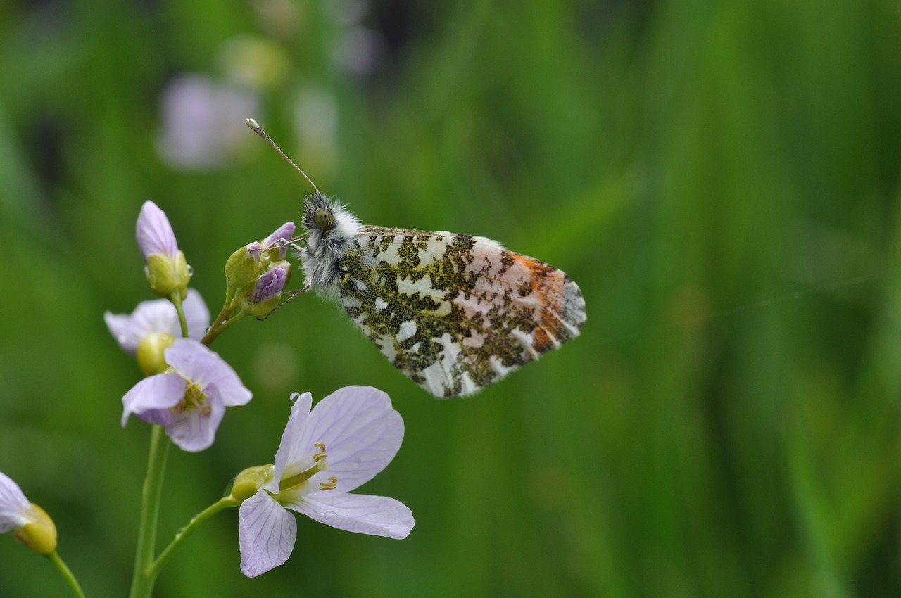 oranjetip  nature  butterfly free photo