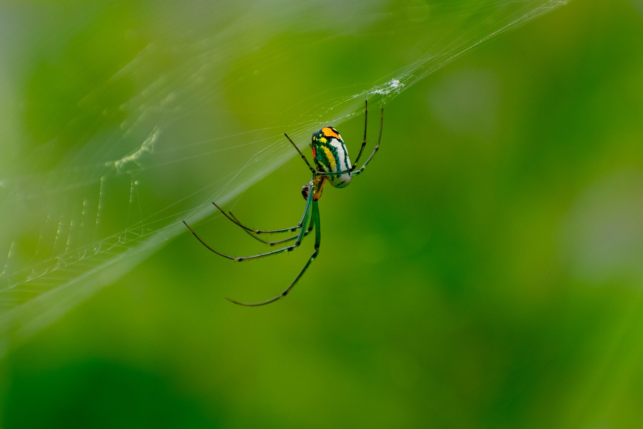 orb-weaver  spider  nature free photo
