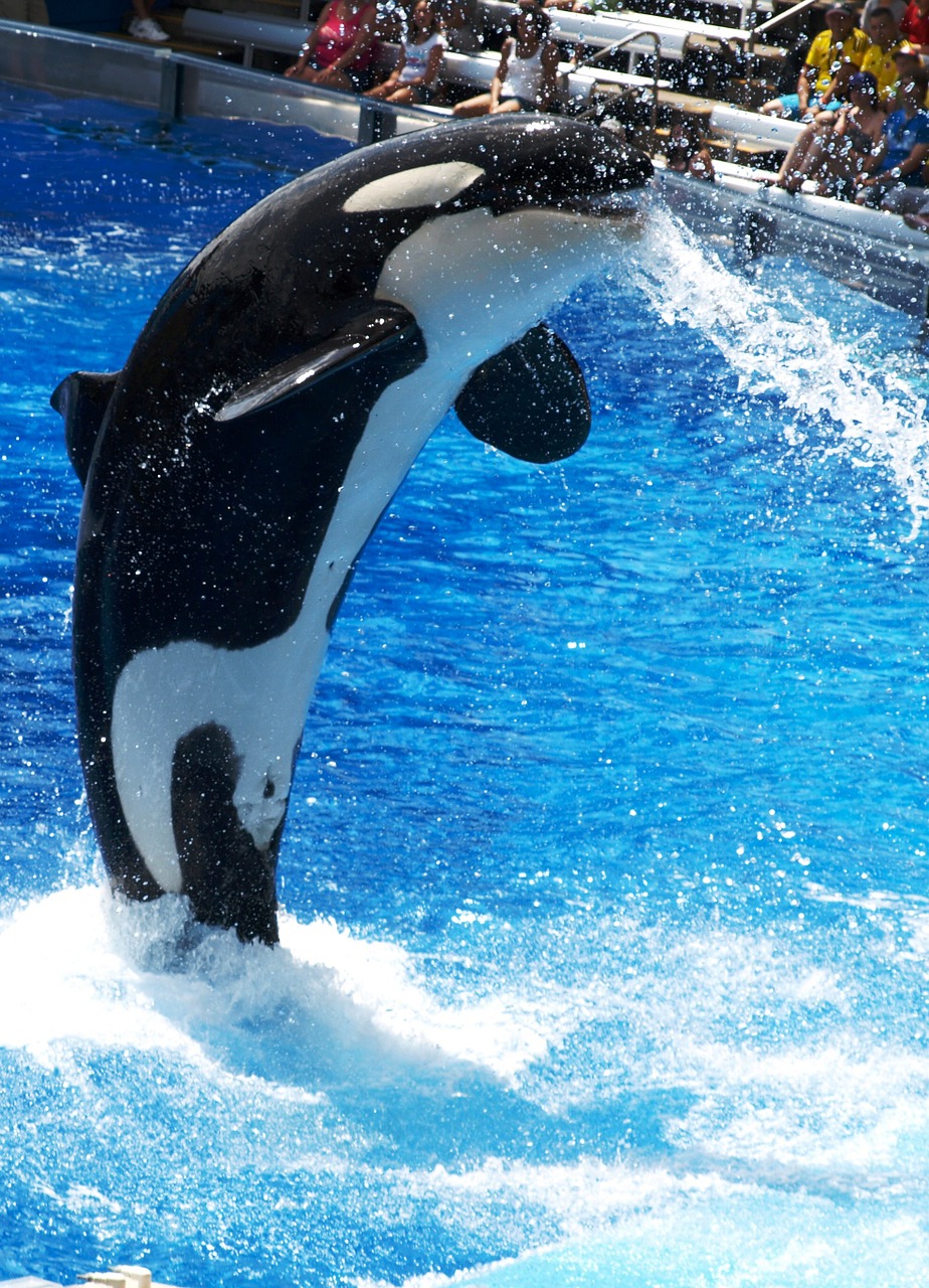 dolphinarium orca water world free photo