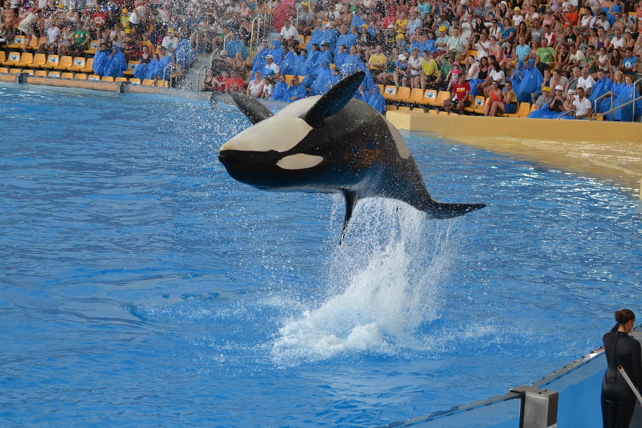 orca show tenerife free photo