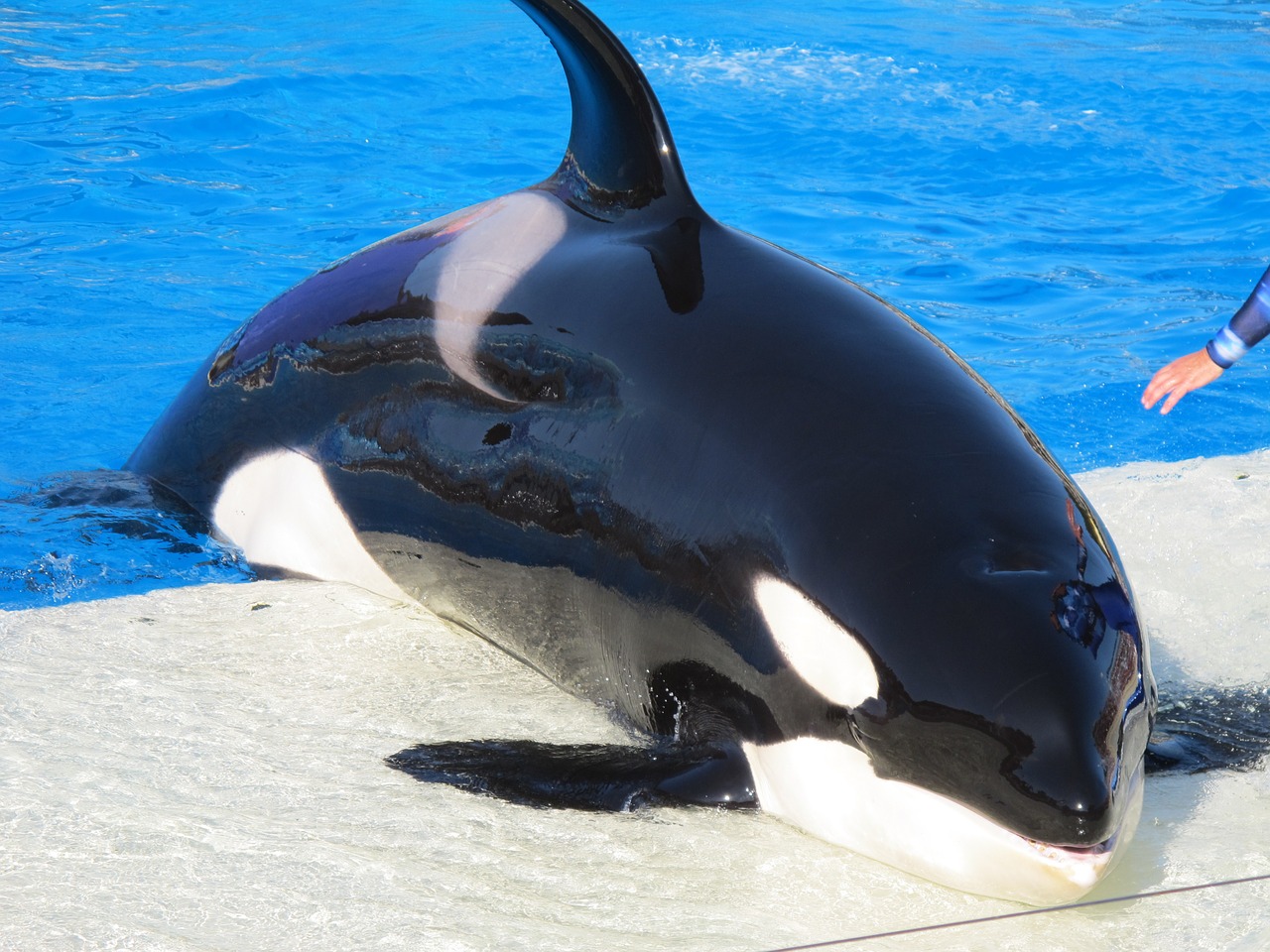 orca san diego sea world free photo