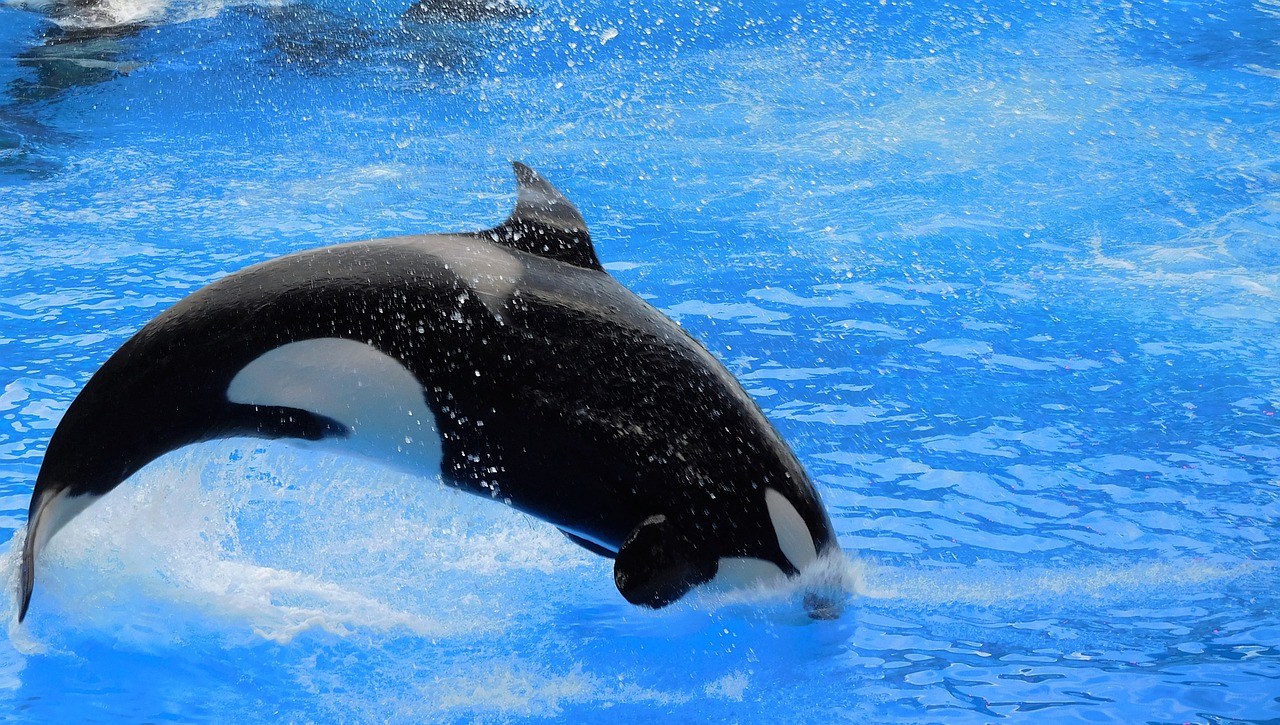 orca killer whale show free photo