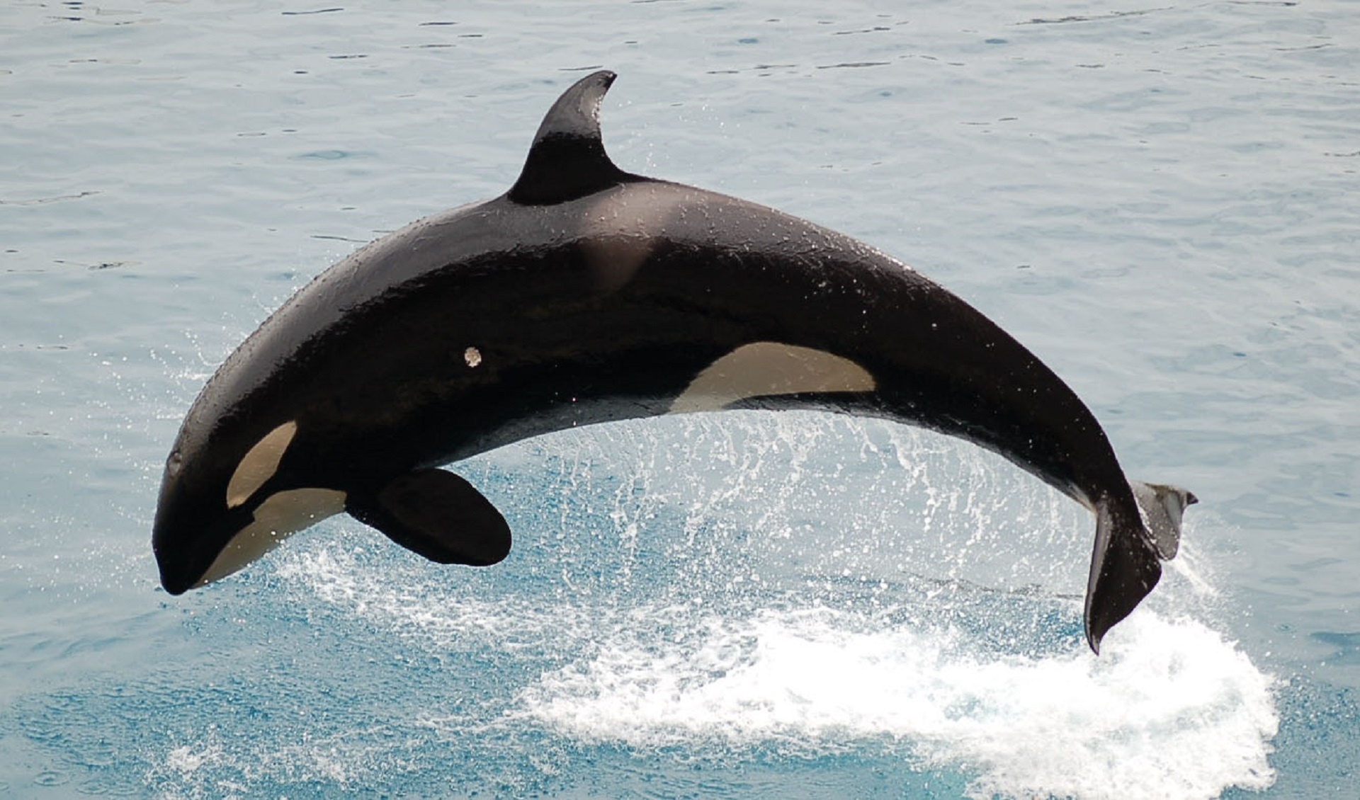orca killer whale jumping free photo
