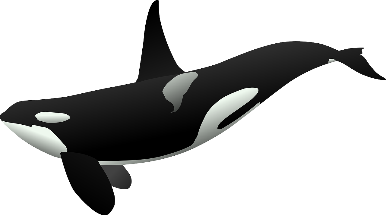 orca killer whale sea mammal free photo