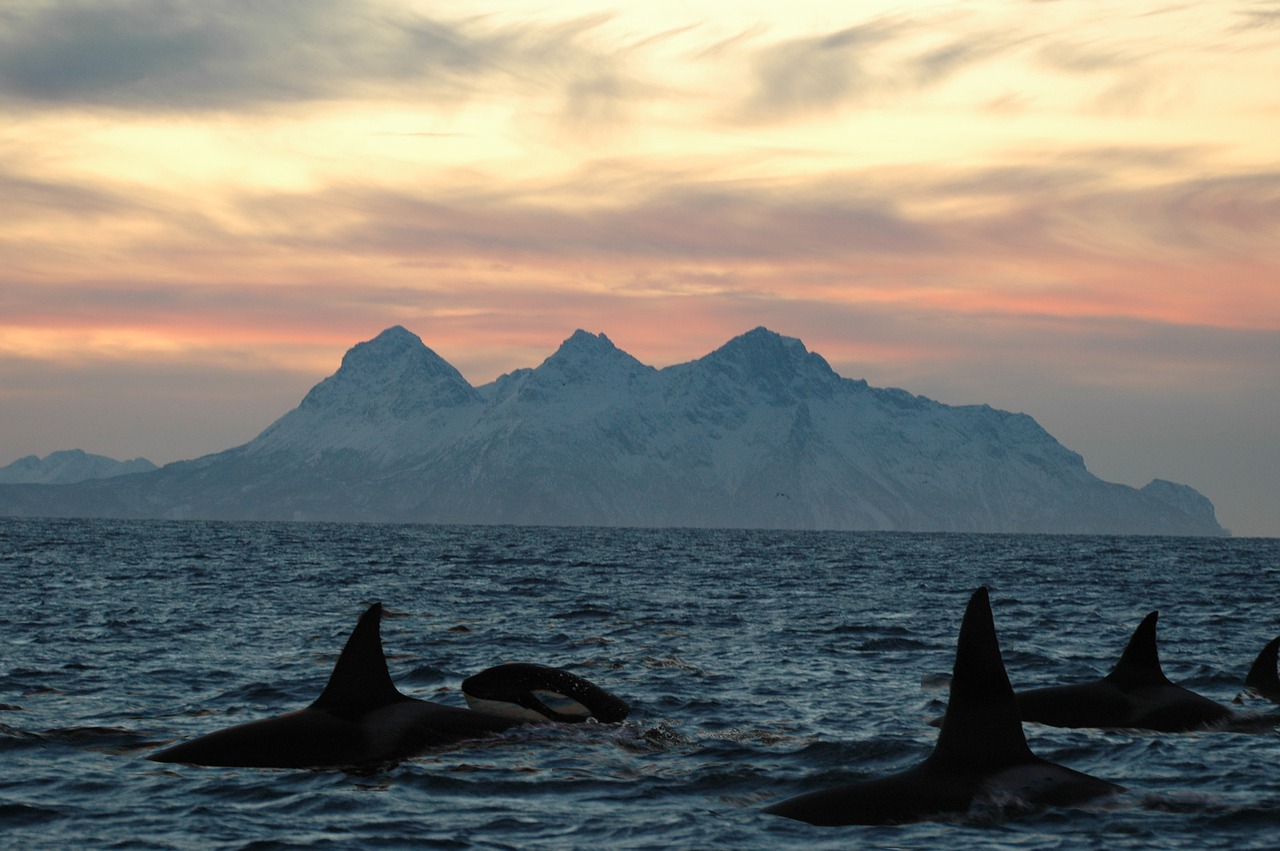 orca lofoten islands dusk free photo