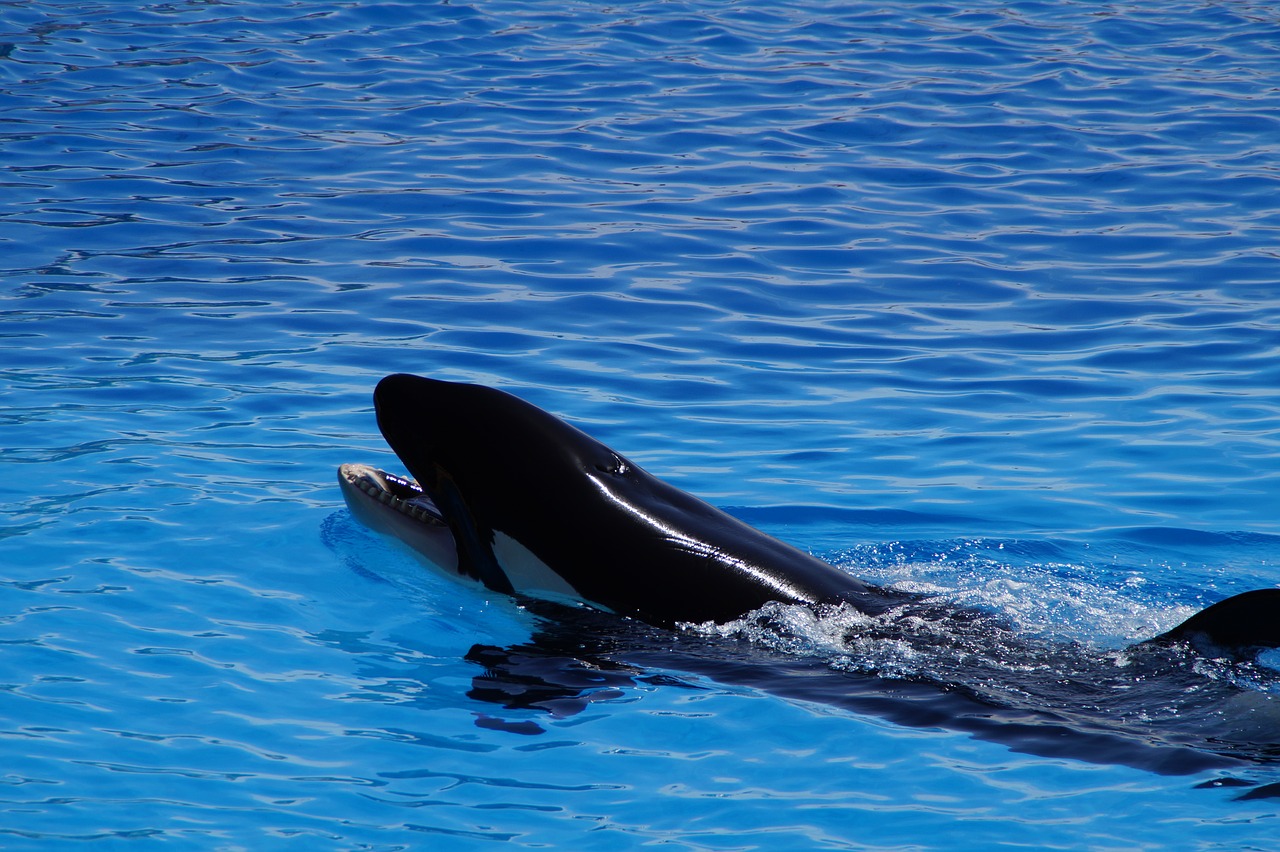 orca wal killer free photo