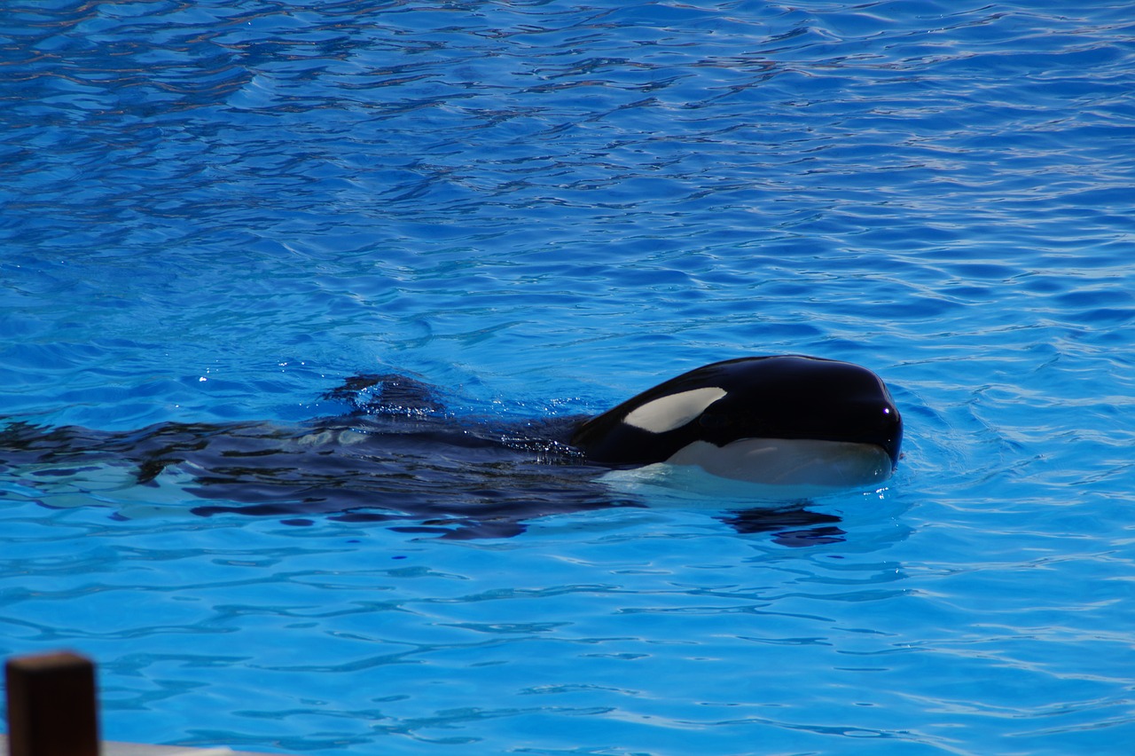 orca wal killer free photo