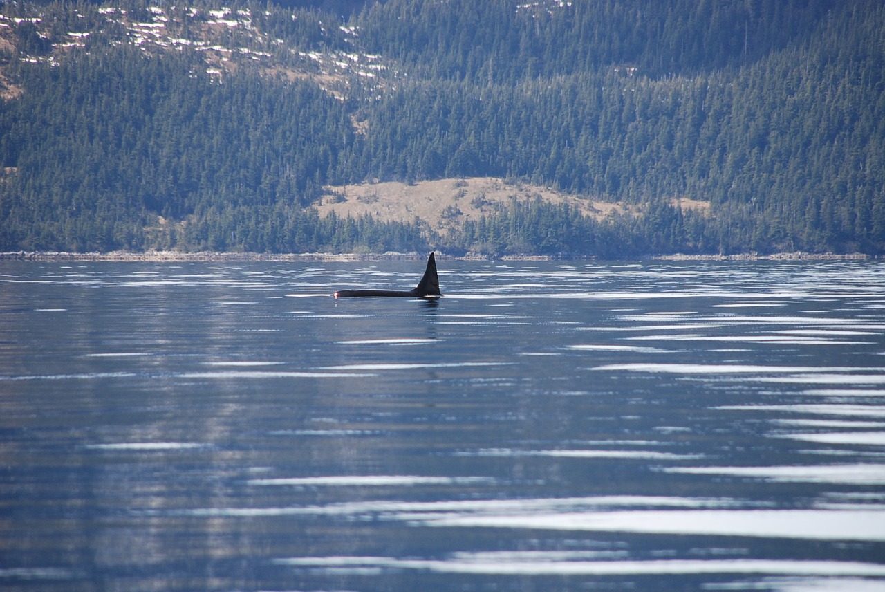 orca alaska whale free photo
