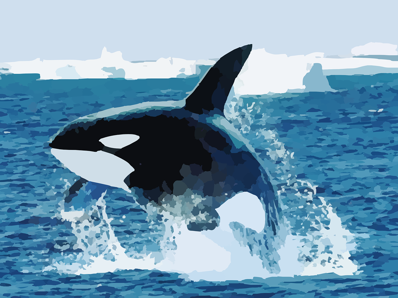 orca killer whale whale free photo