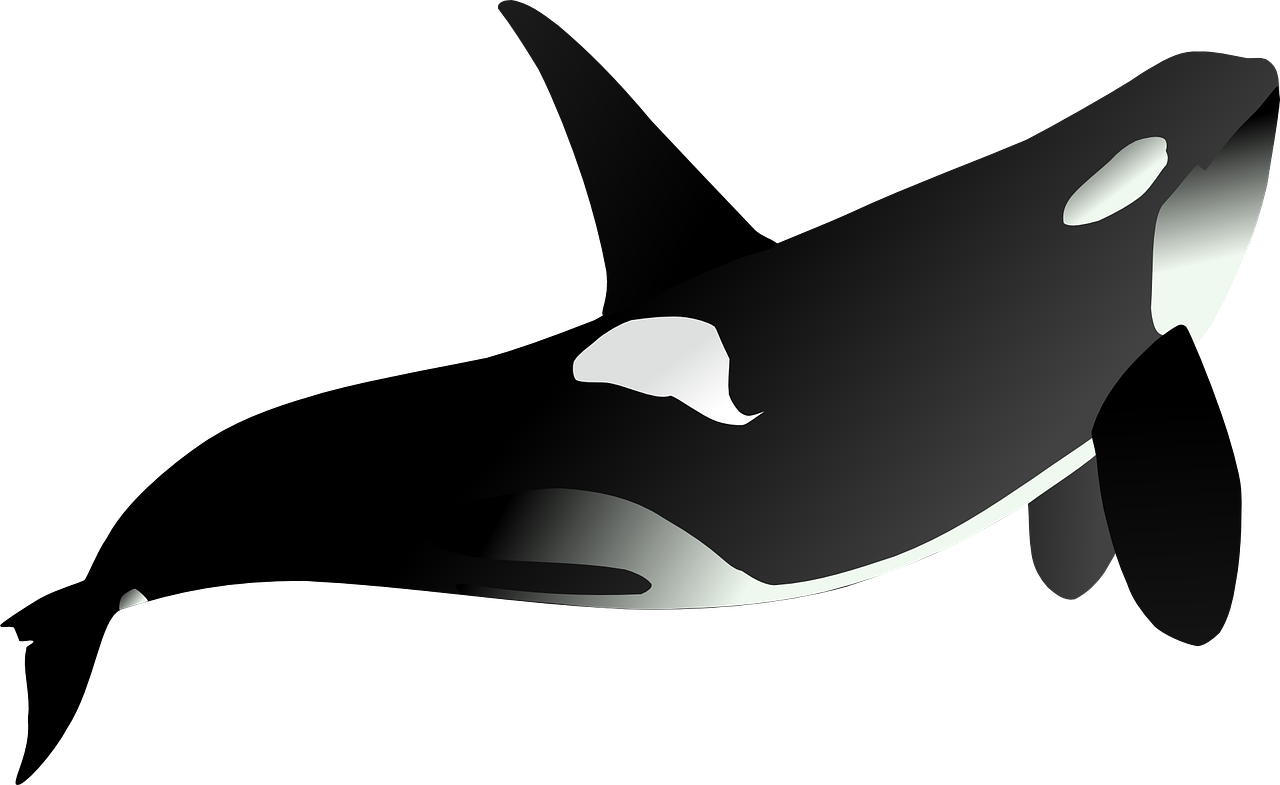 orca whale animal free photo