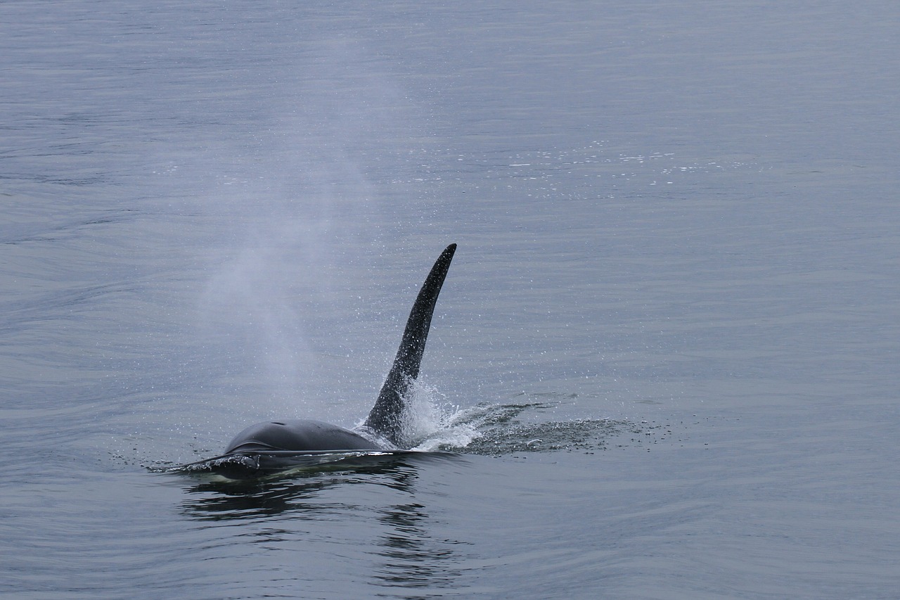 orca whale killer whale free photo