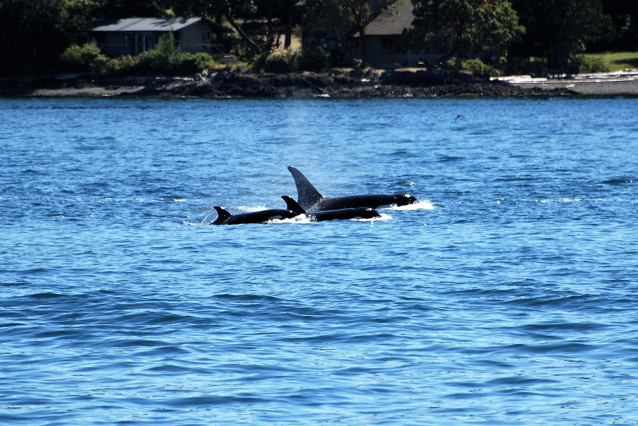 orca  wal  killer whale free photo