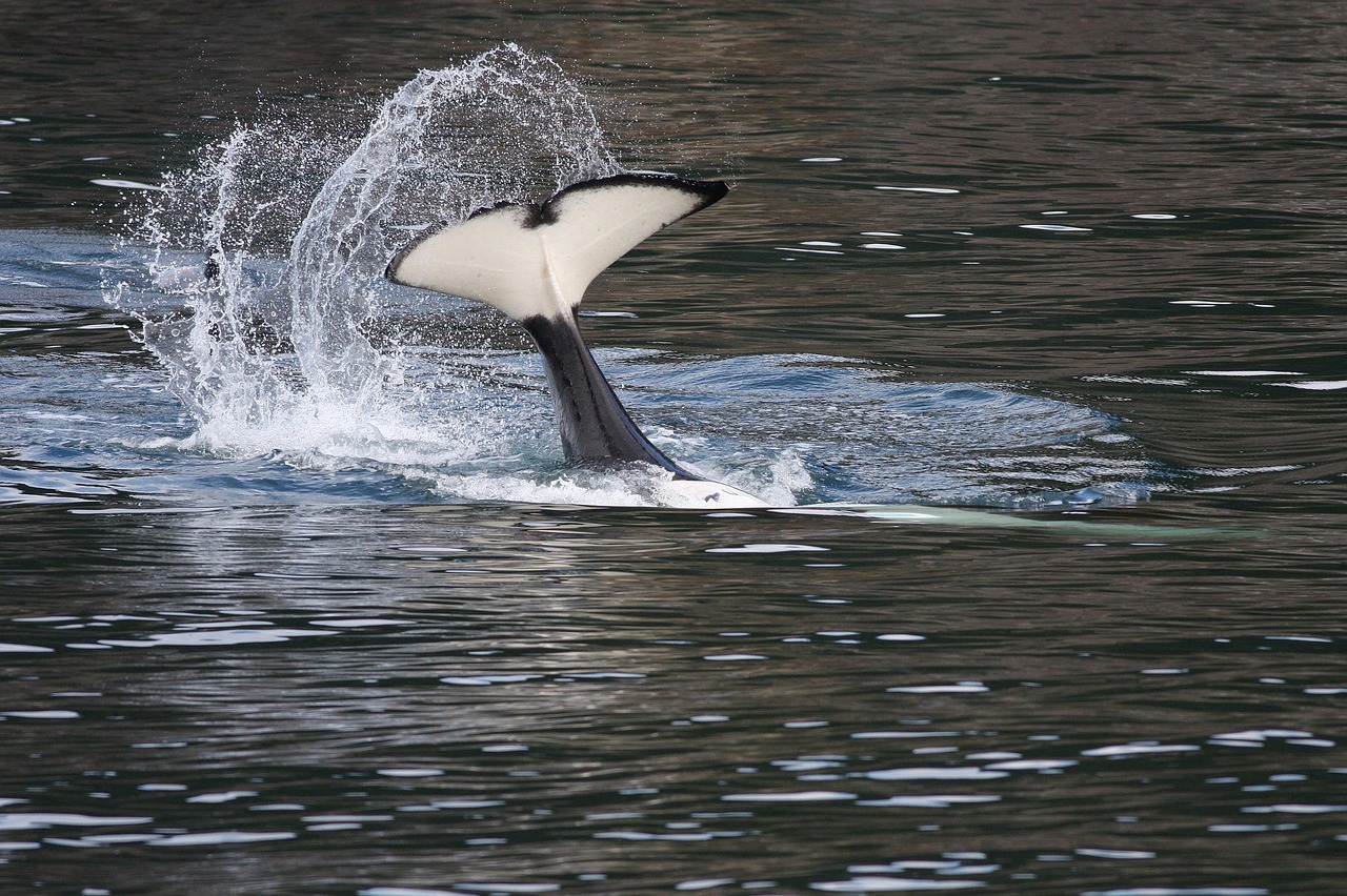 orca  tail bobbing  breaching free photo