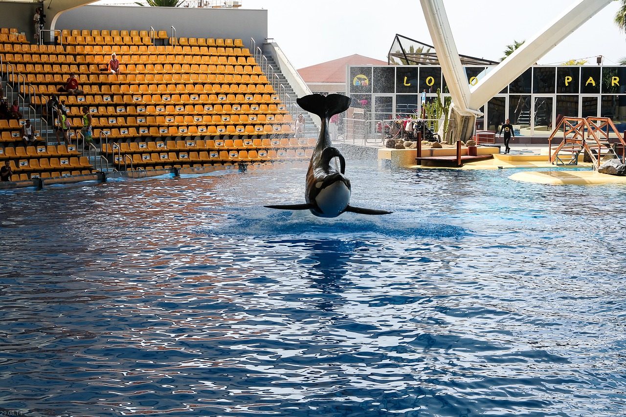 orca wal orcashow free photo